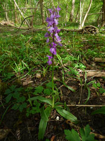 Orchis mascula 'purpurea'